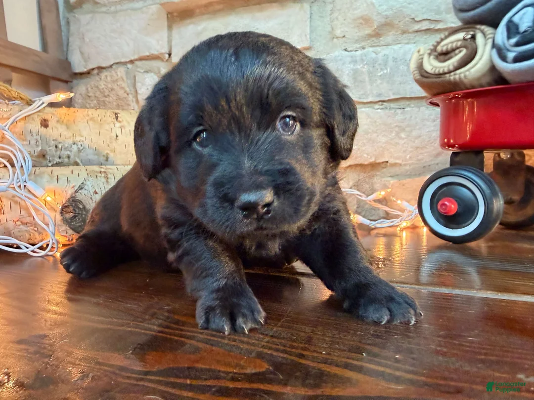 Labradoodle dogs for sale: Clint (Boy) - Ad 2