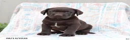 Labrador Retriever dogs for sale: Remmi - Ad 3