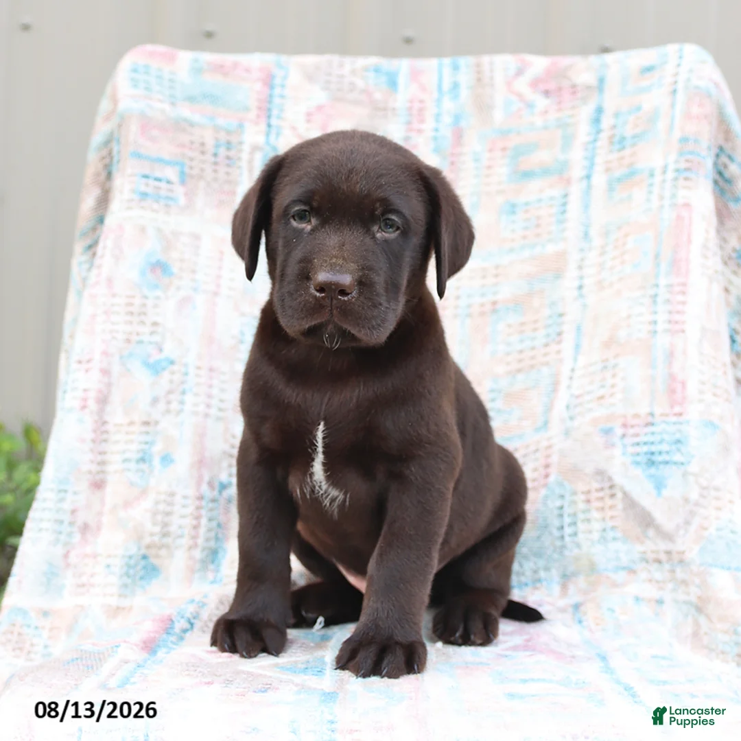 Labrador Retriever dogs for sale: Remmi - Ad 3
