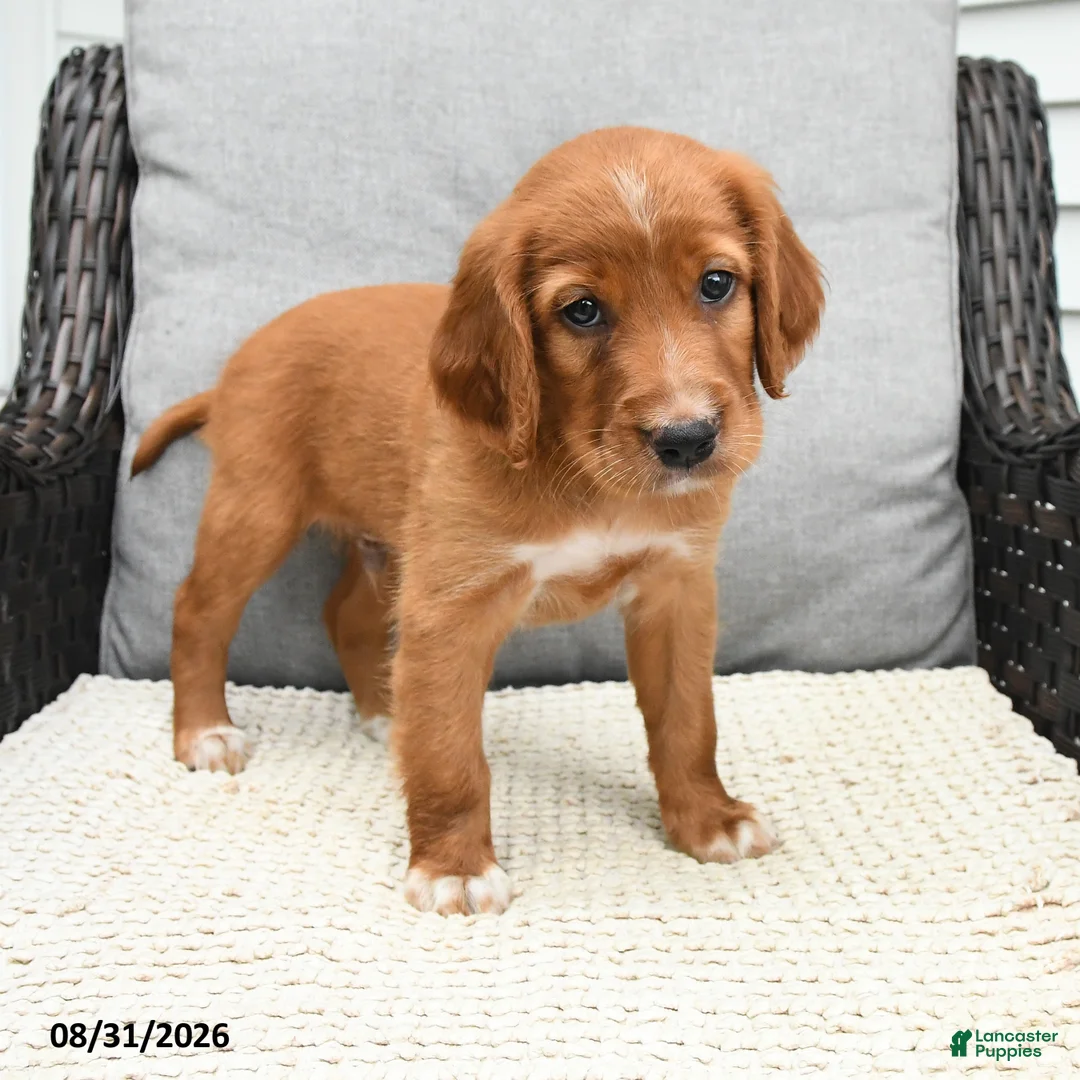 Mixed Breed dogs for sale: Finn - Ad 1