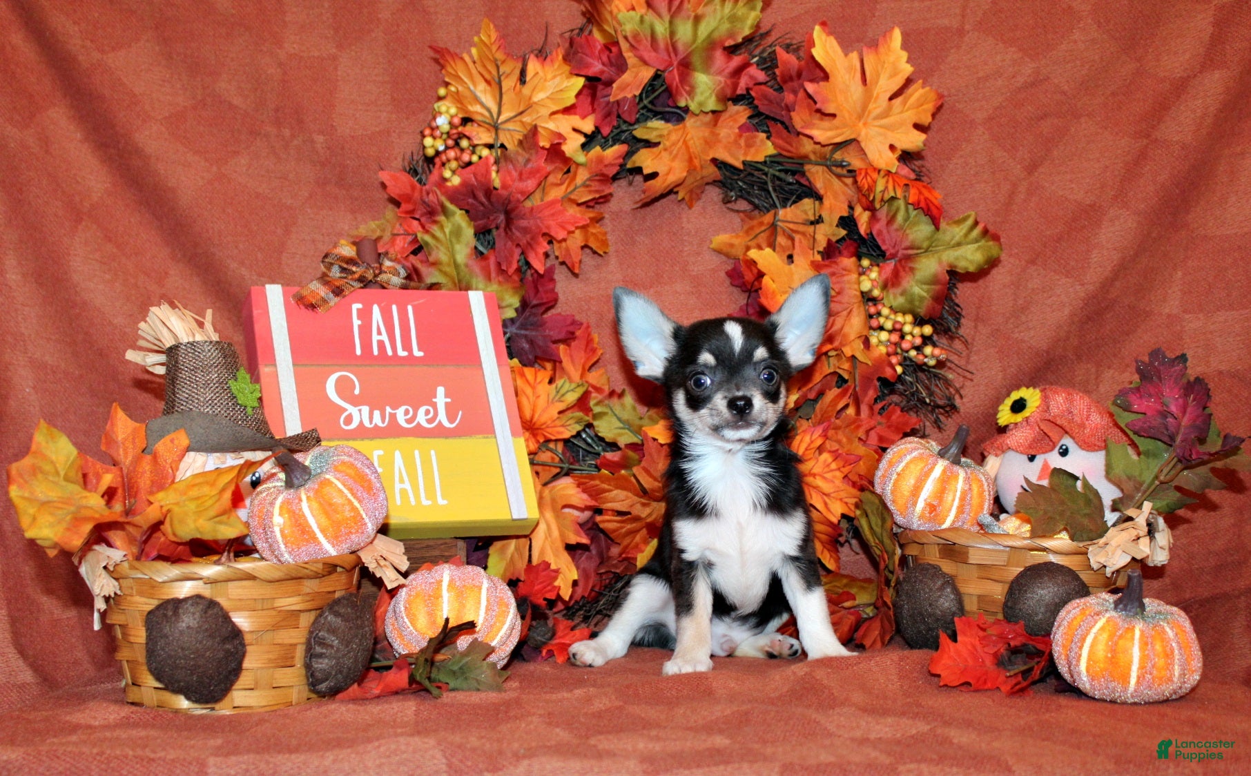 Chihuahua dogs Oscar - Ad 1