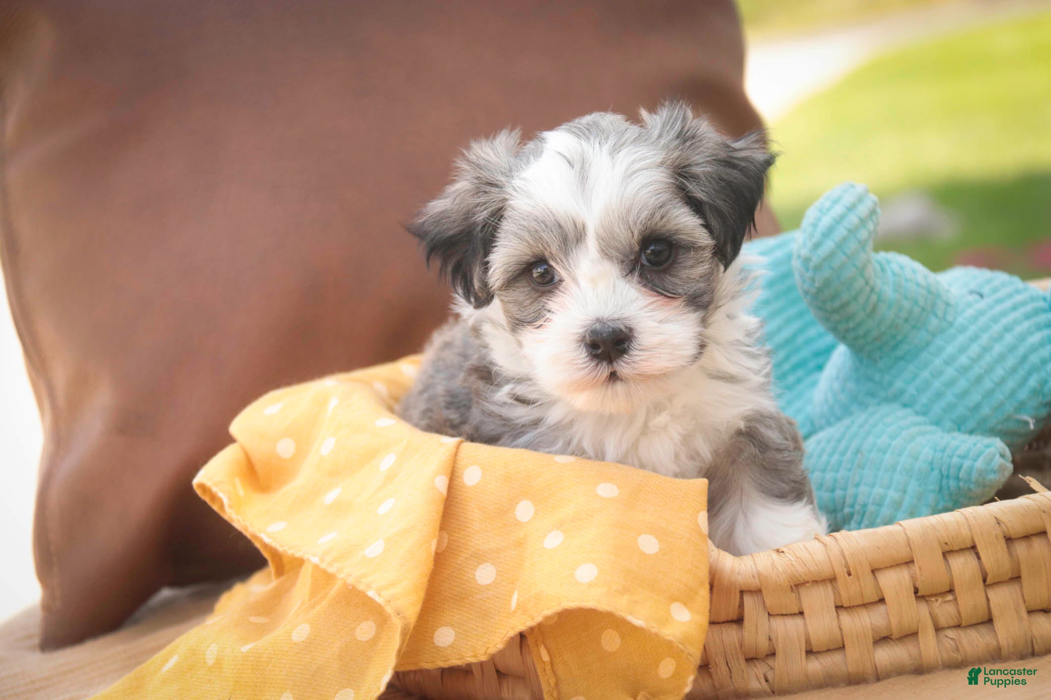 Havanese dogs Paige Havanese   - Ad 2