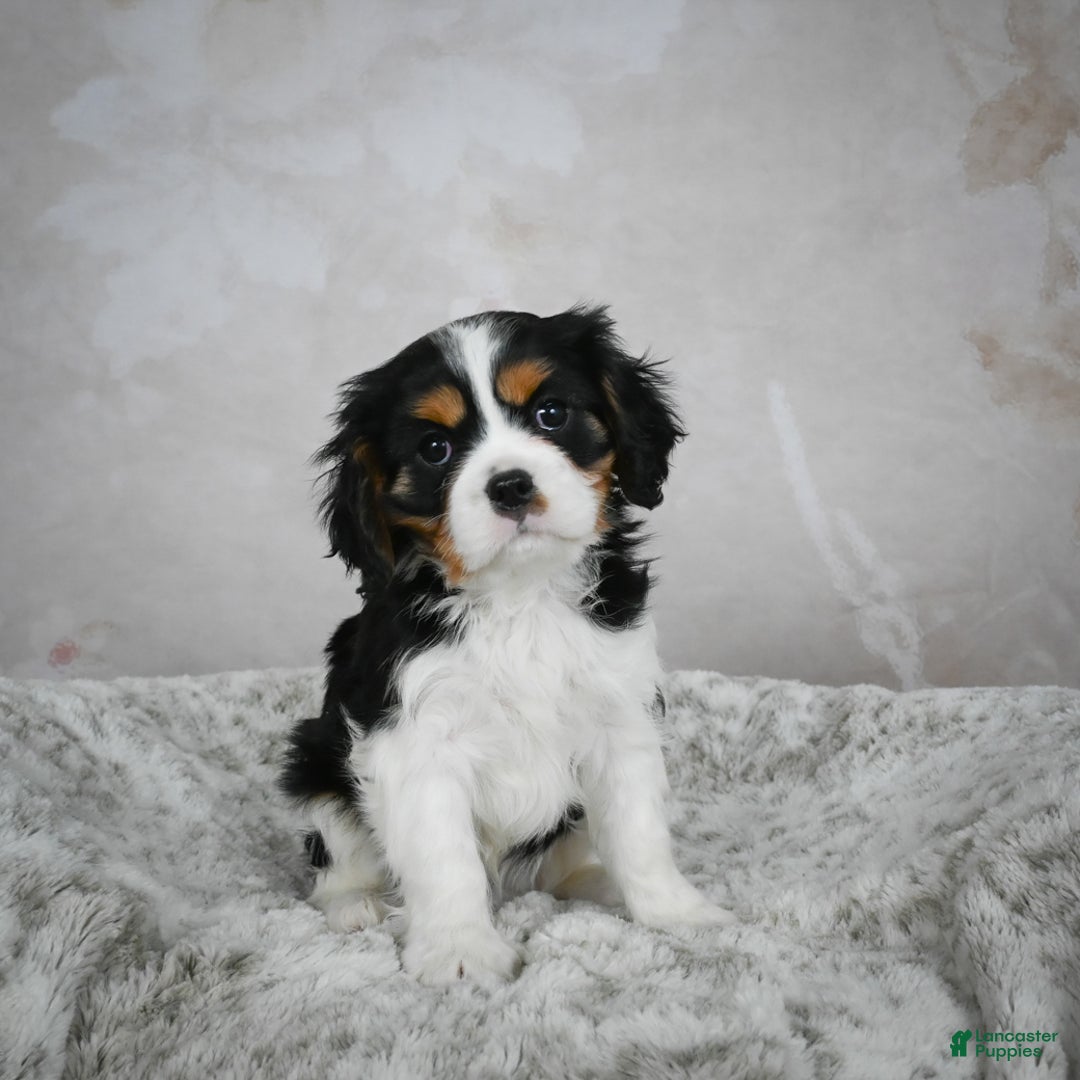Cavalier King Charles Spaniel dogs for sale: Lynn - Ad 8