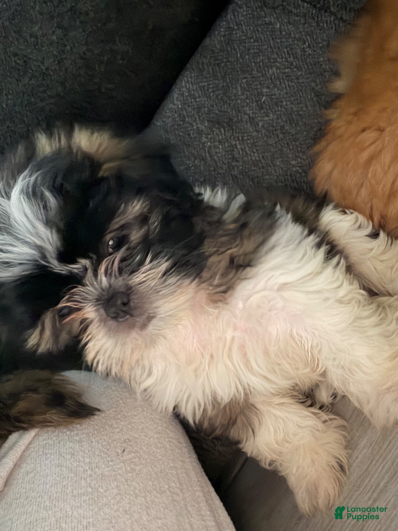 Shih Tzu dogs Shih Tzu 1 - Ad 1