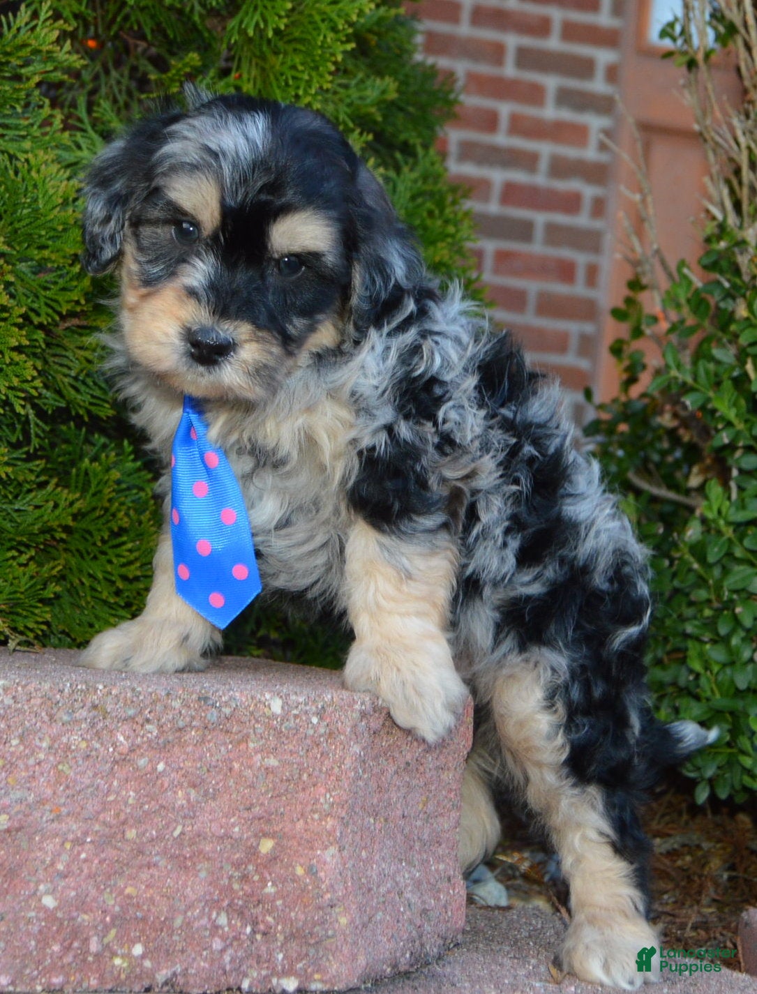 Mini Bernedoodle dogs Mini Bernie - Ad 1