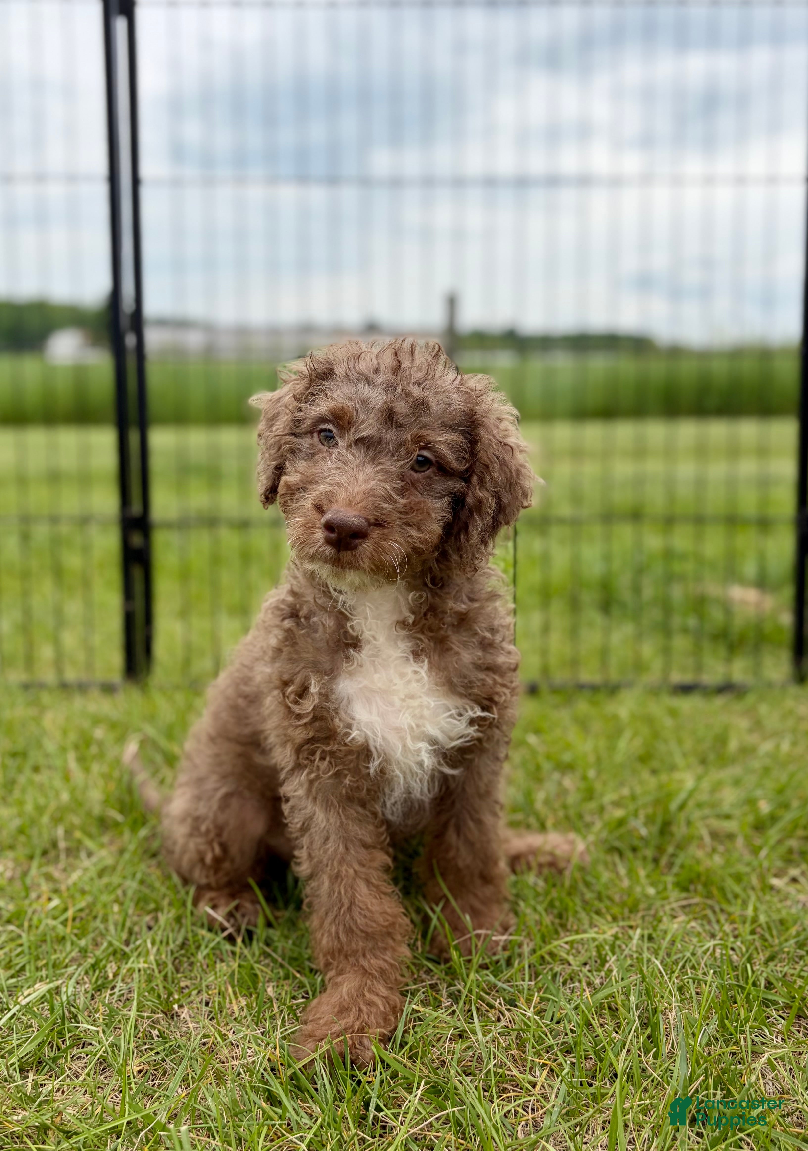 Mini Goldendoodle dogs Honey - Ad 1