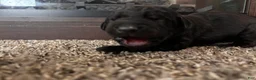 Mixed Breed dogs for sale: Raye - Ad 4