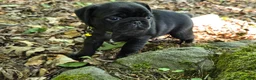 Pug dogs for sale: Brittney - Ad 11
