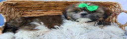 Shih Tzu dogs for sale: RUSTY - Ad 3