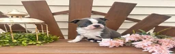 Boston Terrier dogs for sale: Spuds  - Ad 2