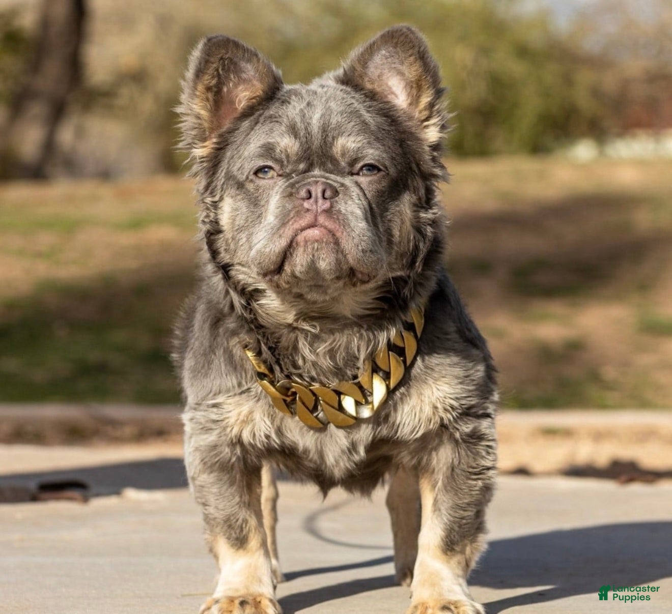 French Bulldog dogs Tanny - Ad 2