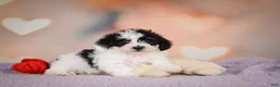 Maltipoo dogs for sale: Benji - Ad 11