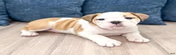 English Bulldog dogs for sale: Sky - Ad 2