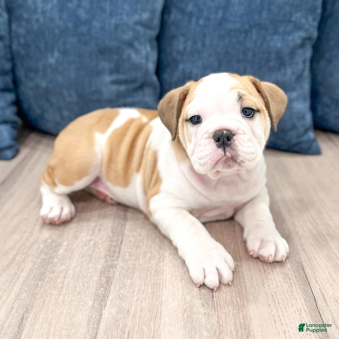 English Bulldog dogs for sale: Sky - Ad 2