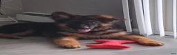 German Shepherd dogs for sale: Krypton Z Doliny Debow  - Ad 1