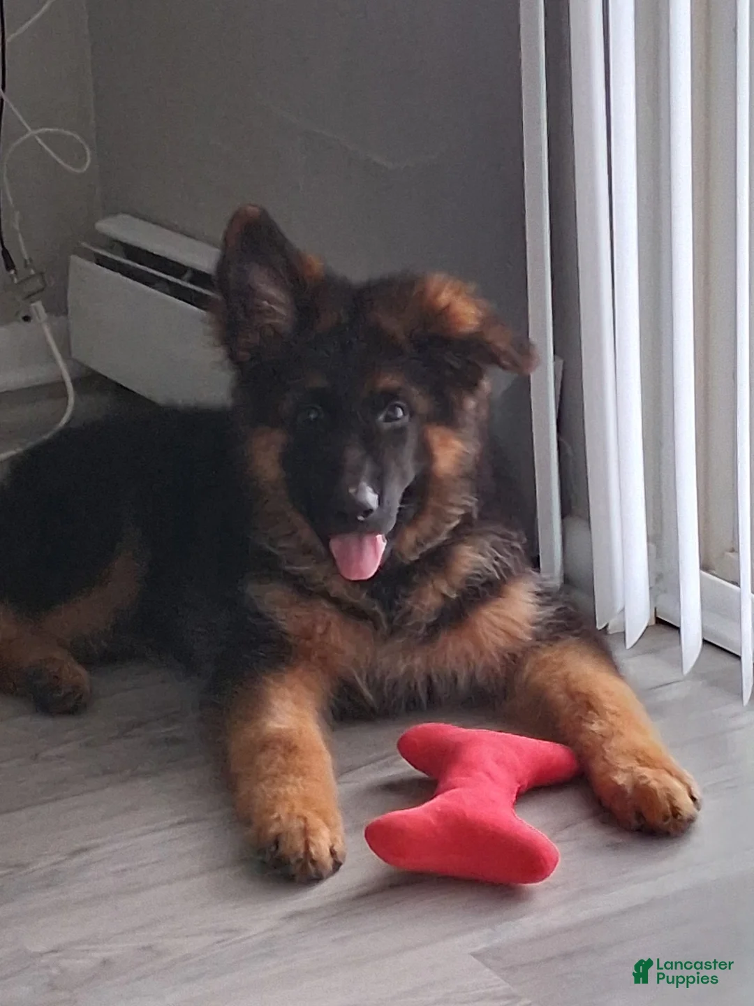 German Shepherd dogs for sale: Krypton Z Doliny Debow  - Ad 1