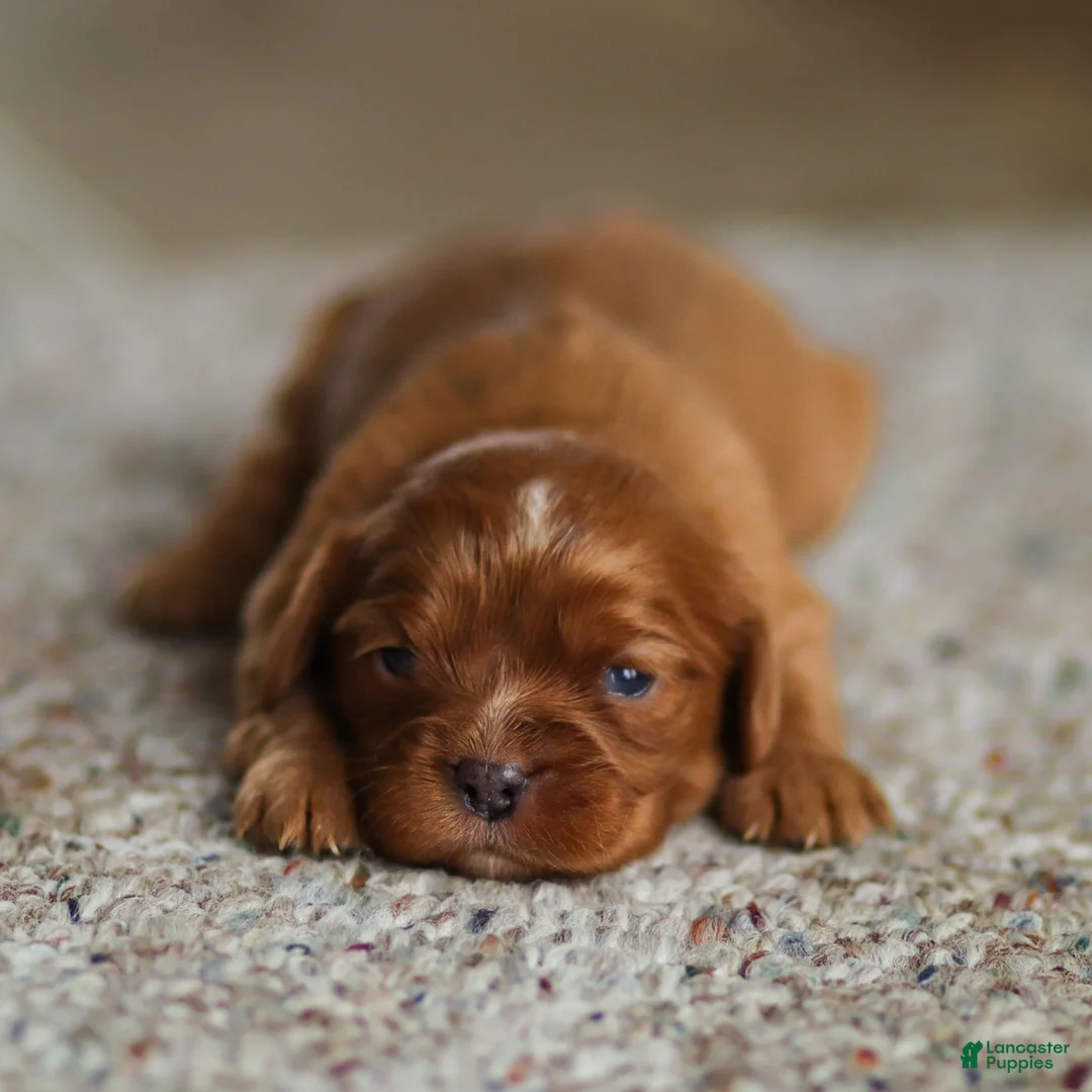 Cavalier King Charles Spaniel dogs for sale: Twlight Cavalier King Charles Spaniel Puppy  - Ad 1
