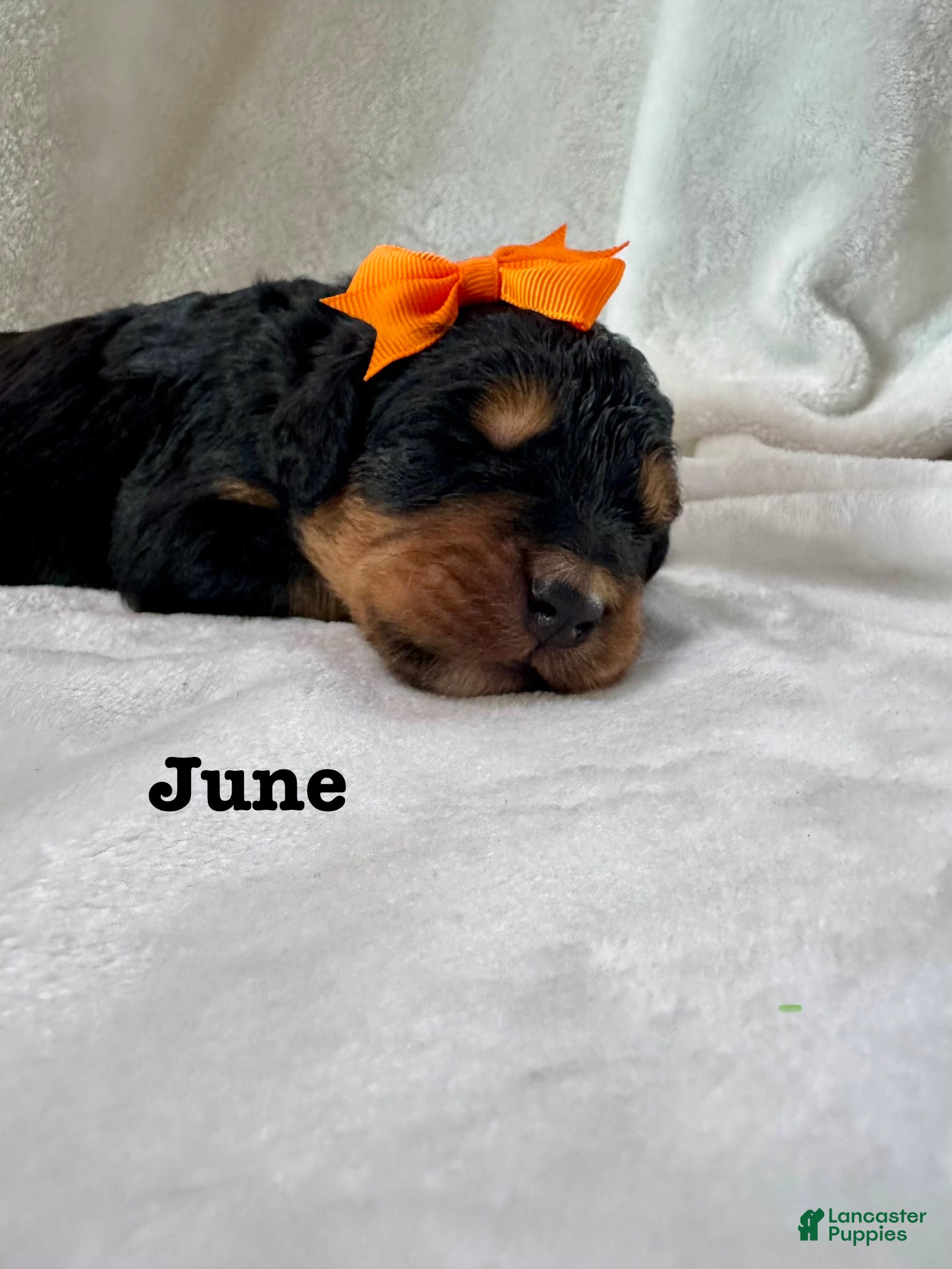 Bernedoodle dogs June  - Ad 27