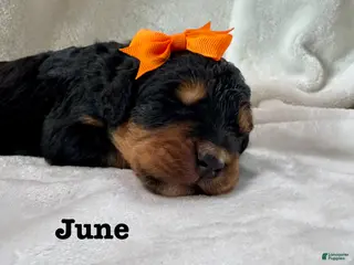 Bernedoodle dogs June - Ad 27