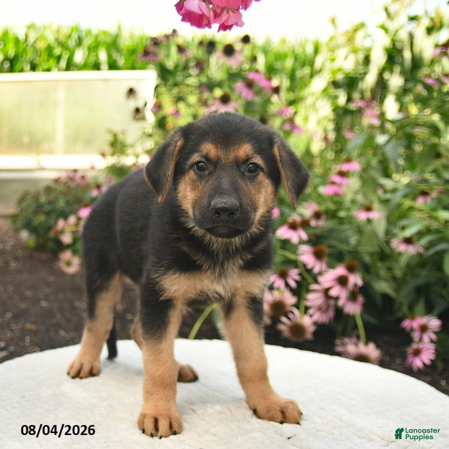 German Shepherd dogs Leo  - Ad 2