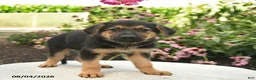 German Shepherd dogs for sale: Leo  - Ad 2