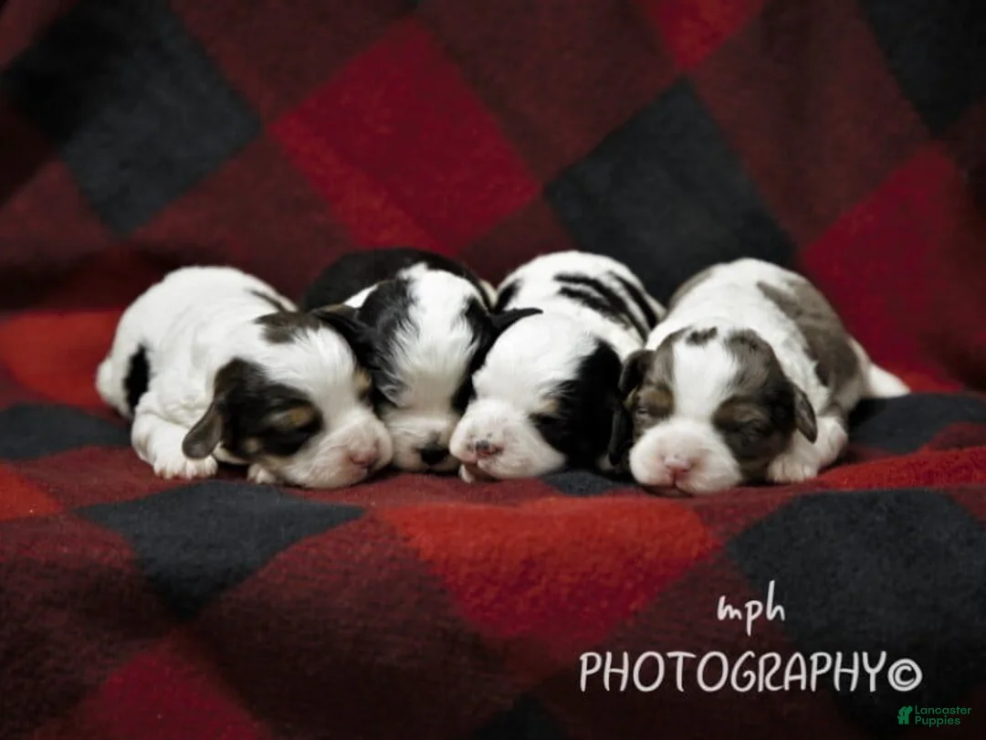 Miniature Poodle dogs for sale: Bandit - Ad 5