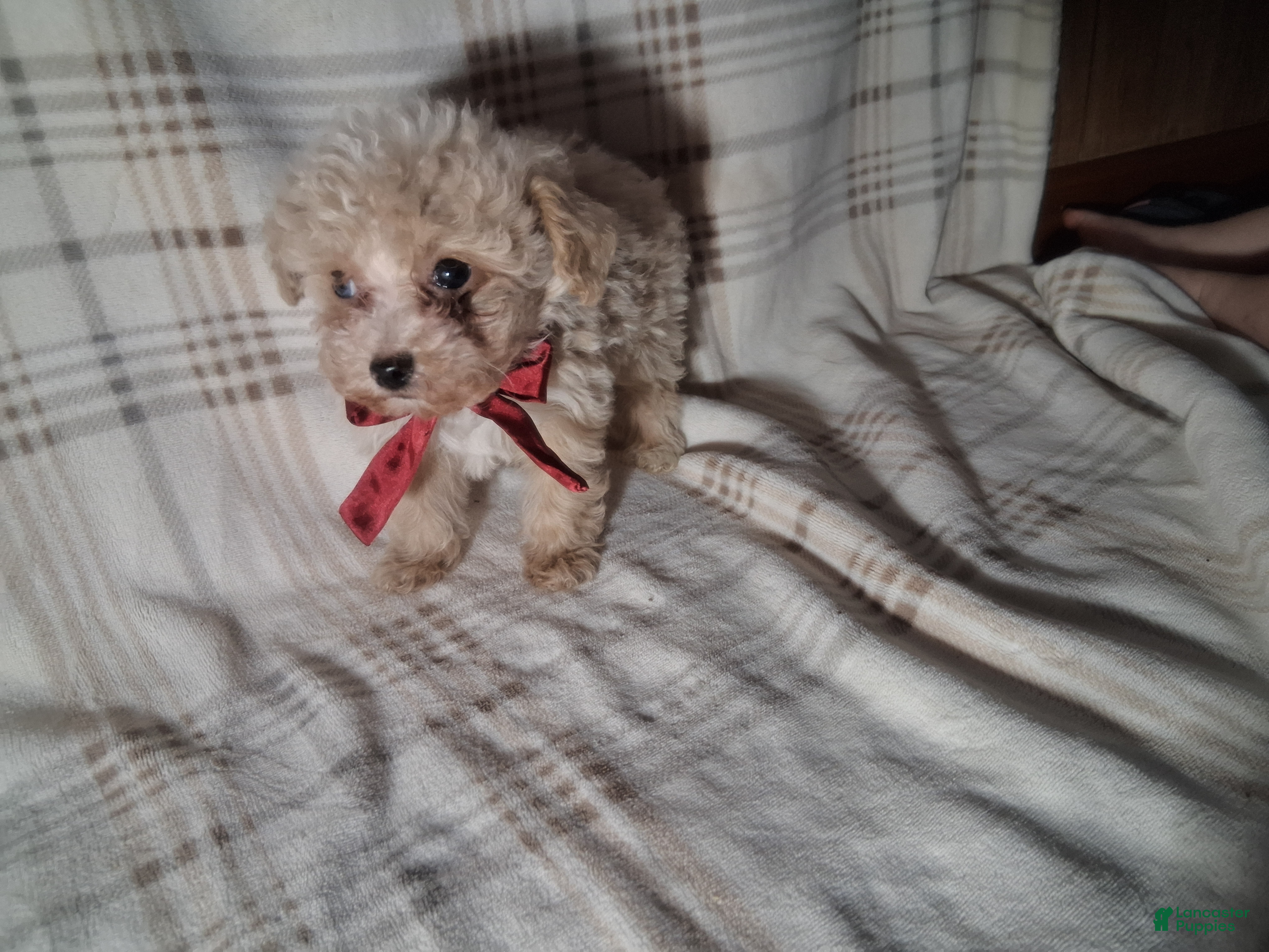 Miniature Poodle dogs Miniature Poodle Puppy 1 - Ad 35