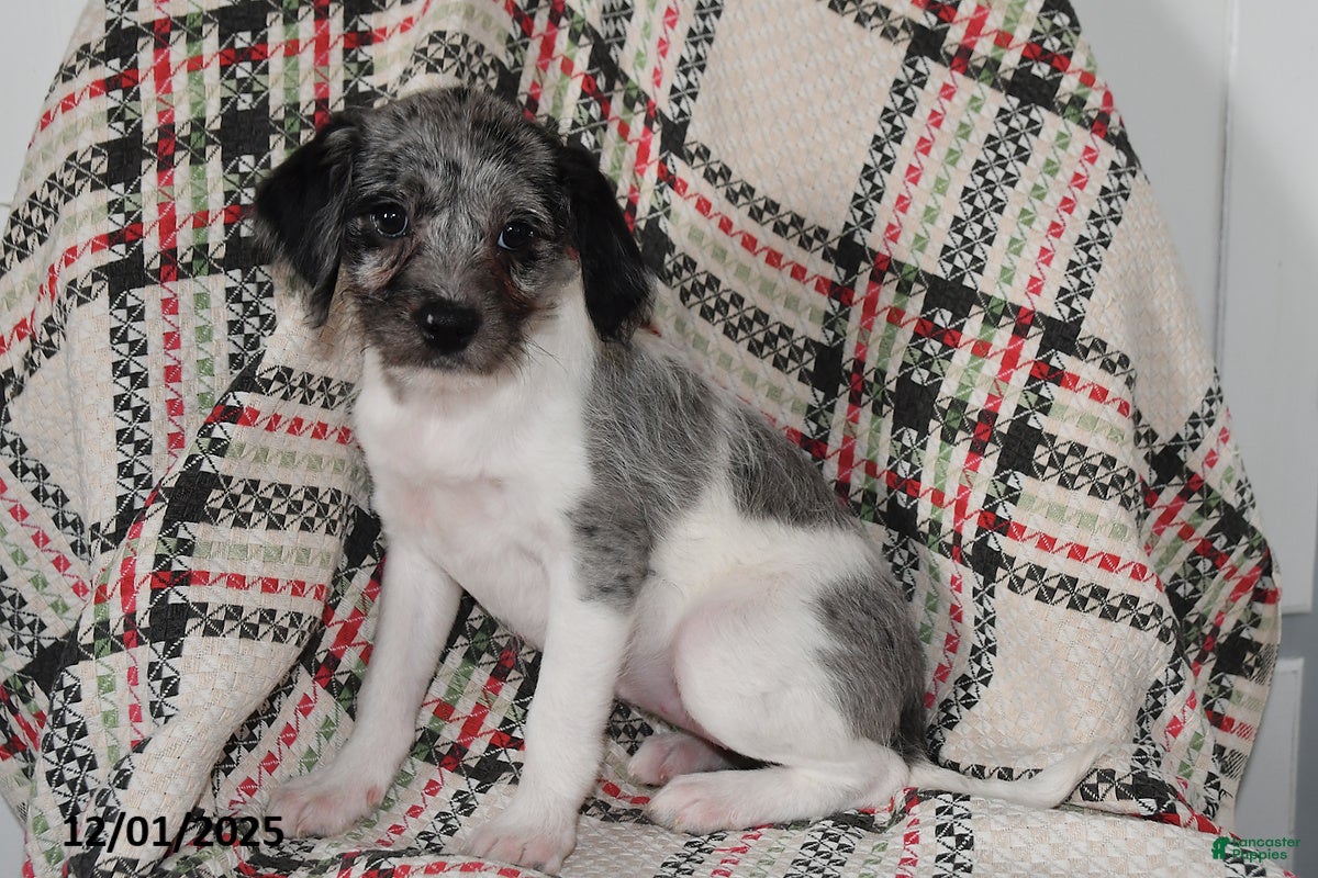 Mixed Breed dogs Buttercup - Ad 2