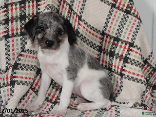 Mixed Breed dogs Buttercup - Ad 9