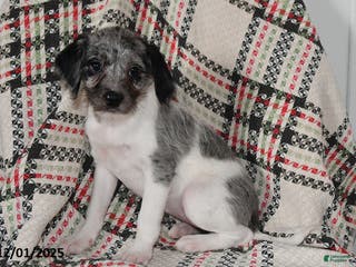 Mixed Breed dogs Buttercup - Ad 5