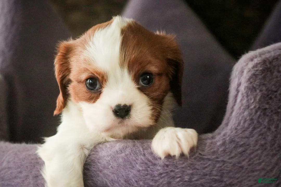 Cavalier King Charles Spaniel dogs for sale: Lavender - Ad 2