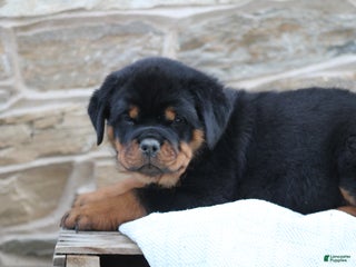 Rottweiler dogs Harper - Ad 41