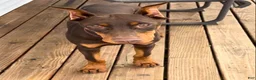 Doberman Pinscher dogs for sale: Diesel - Ad 16