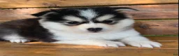 Alaskan Klee Kai dogs for sale: Beautiful Gal~~Charise! - Ad 3