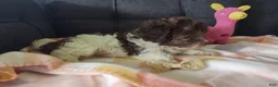 Maltipoo dogs for sale: Lilybird - Ad 5