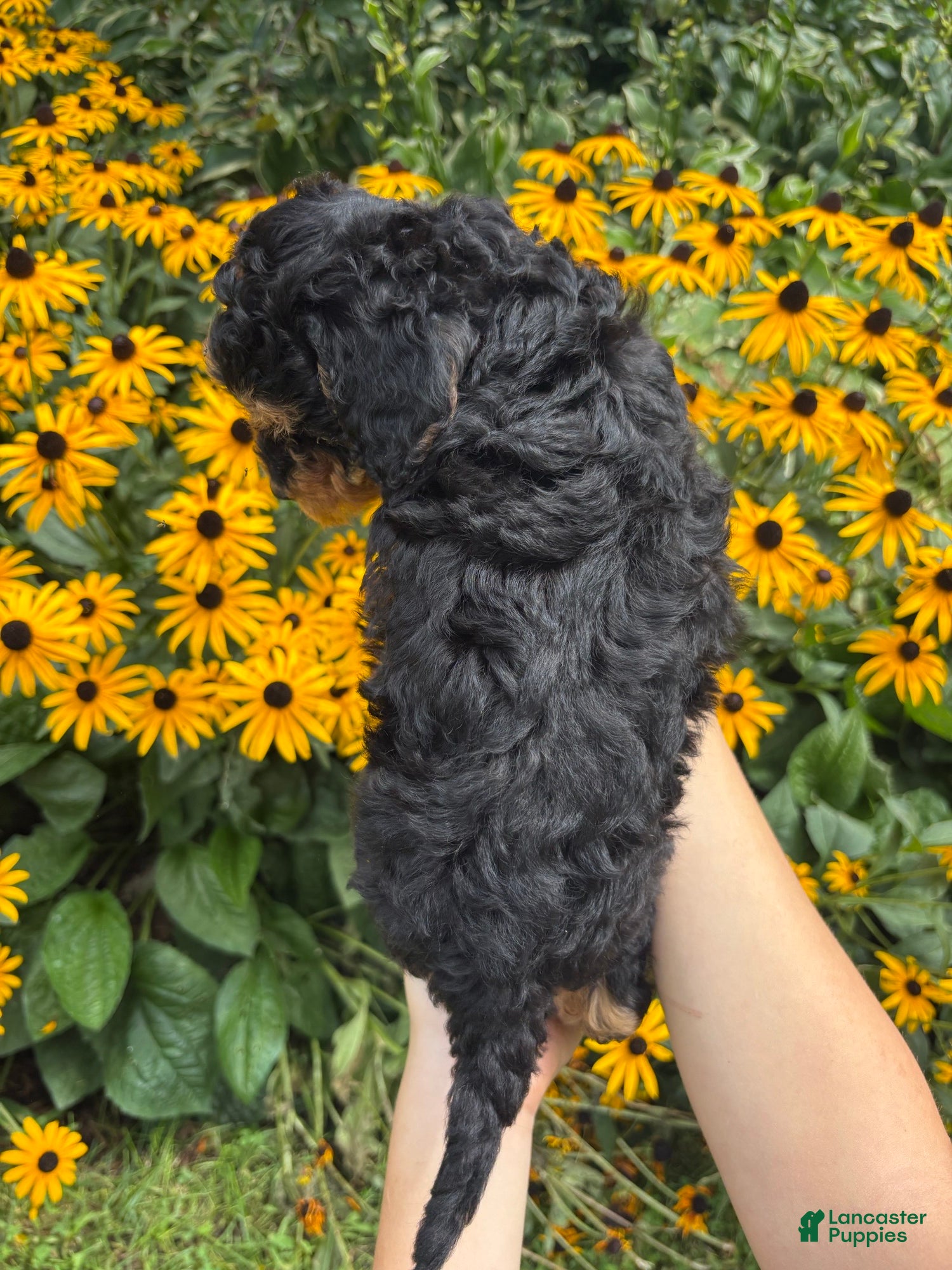 Mini Aussiedoodle dogs Kiki - Ad 1