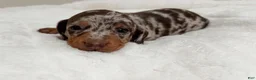 Miniature Dachshund dogs for sale: Miniature Dachshund Puppy 1 - Ad 2