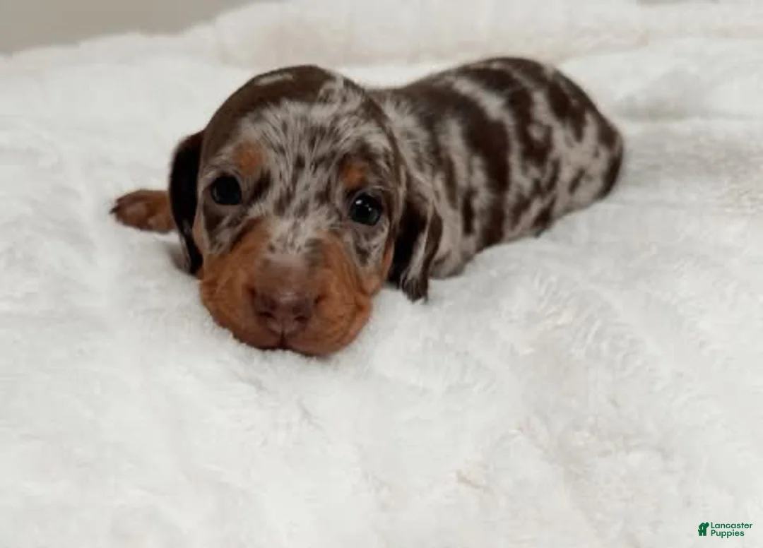 Miniature Dachshund dogs for sale: Miniature Dachshund Puppy 1 - Ad 2