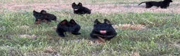 German Shepherd dogs for sale: Gina - Ad 10