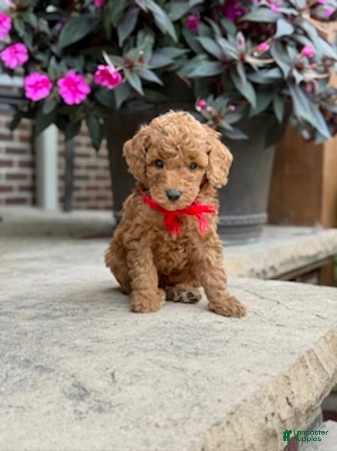 Standard Poodle dogs for sale: Bentley - Moyen Size Poodle - Ad 6