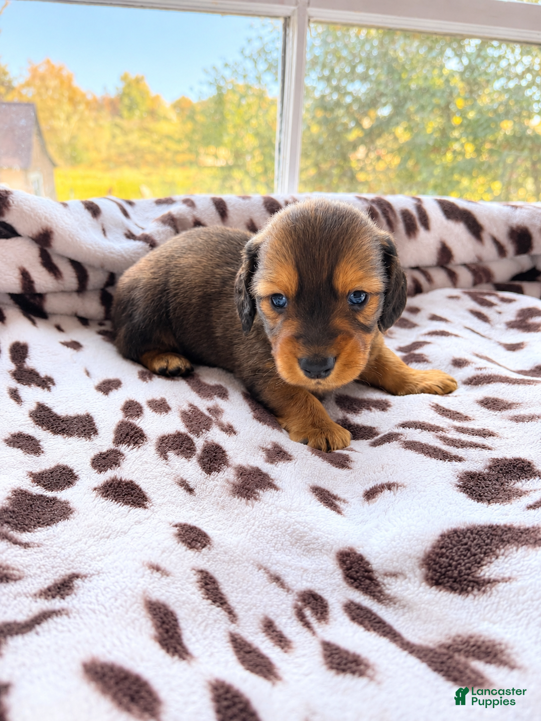 Miniature Dachshund dogs for sale: Chilli - Ad 1