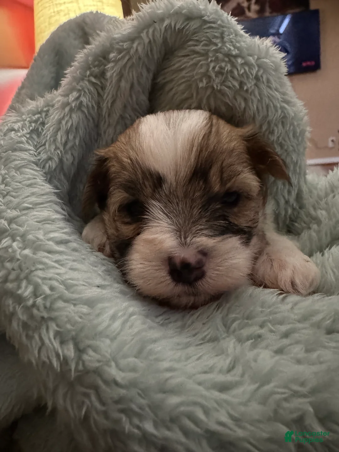 Morkie dogs for sale: Morkie Puppy 2 - Ad 1