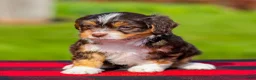Mini Aussiedoodle dogs for sale: Blaze - Ad 8