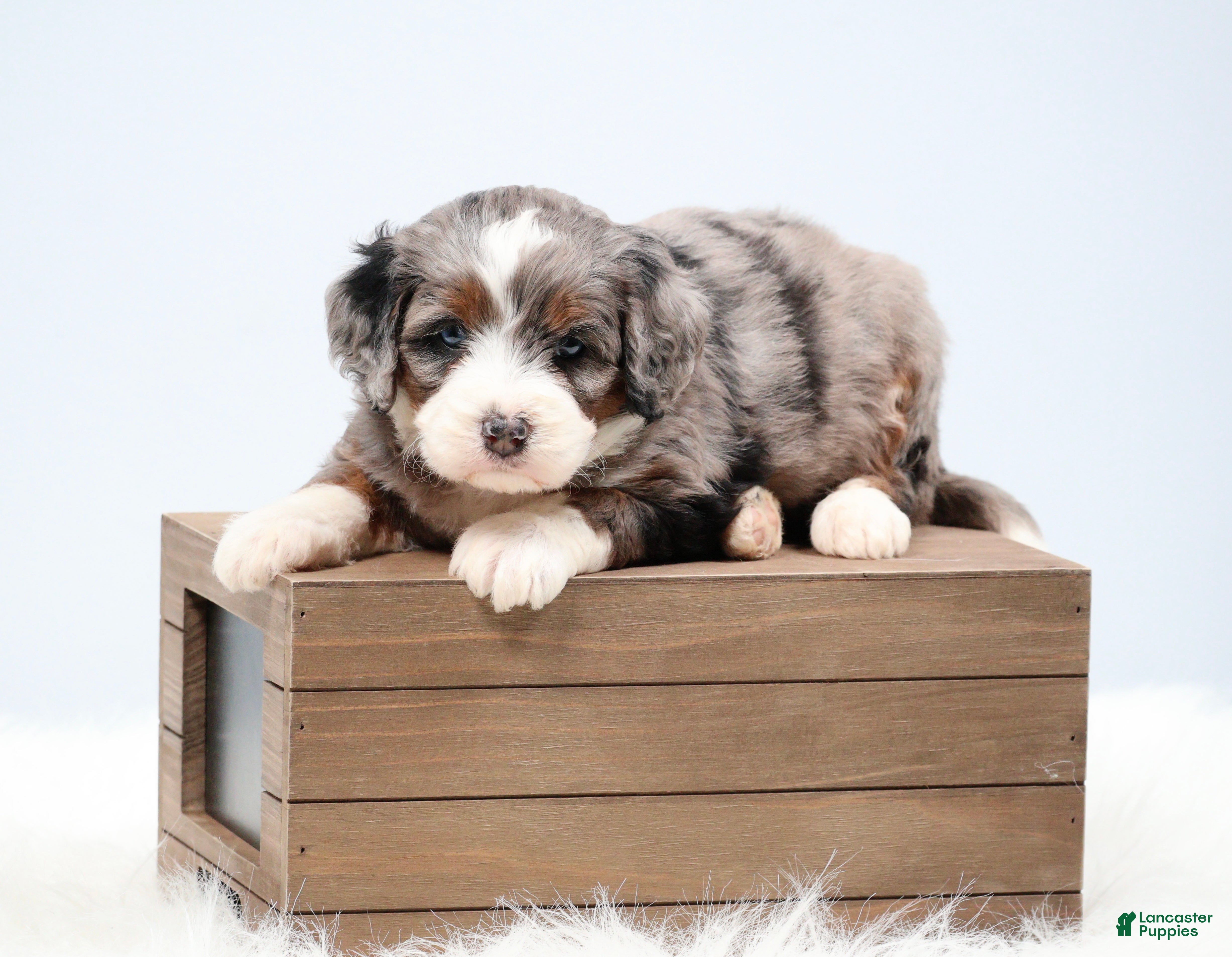 Mini Bernedoodle dogs Flora  - Ad 2