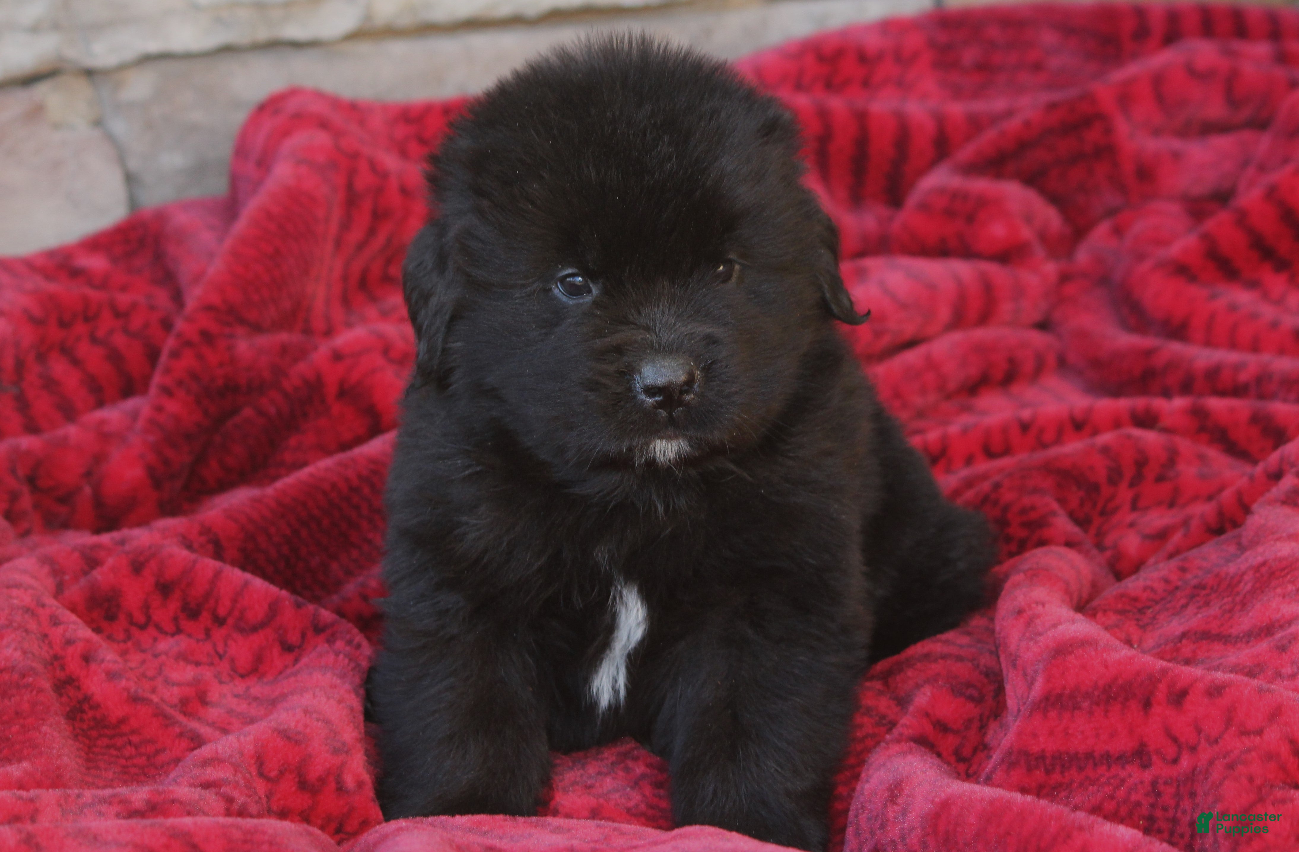 Newfoundland dogs Pax - Ad 2
