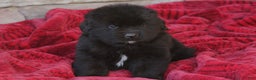 Newfoundland dogs for sale: Pax - Ad 1