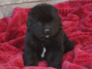 Newfoundland dogs Pax - Ad 13