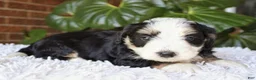 Mini Bernedoodle dogs for sale: Dexter  - Ad 5