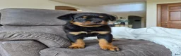 Rottweiler dogs for sale: Zeke - Ad 3