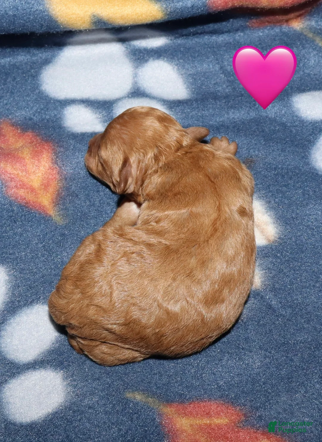 Toy Poodle dogs for sale: Summer’s red female - Ad 2